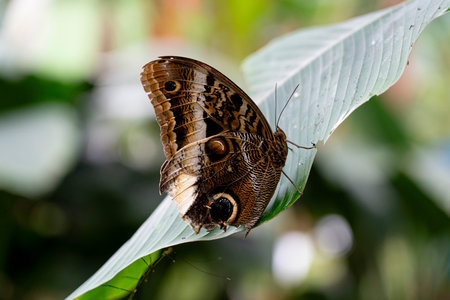 A butterfly resting on a green leaf., nature