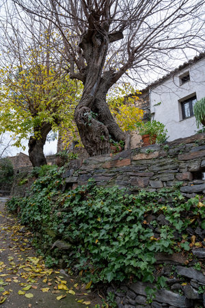 Stone wall with ivy and trees in village.. Patones de Arriba, Madrid. A village made of slate.,...