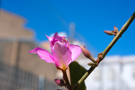 Close-up of pink flower on branch with bright blue sky background.の写真素材