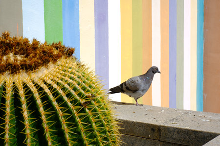 Pigeon perched on urban wall with vibrant stripes and cactus in foreground.の写真素材