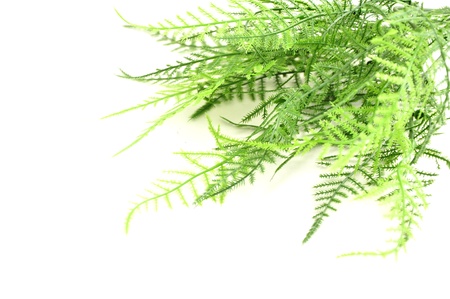 green leafの写真素材