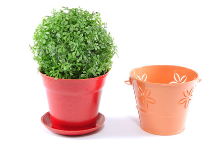 green plant in a beautiful cupの写真素材