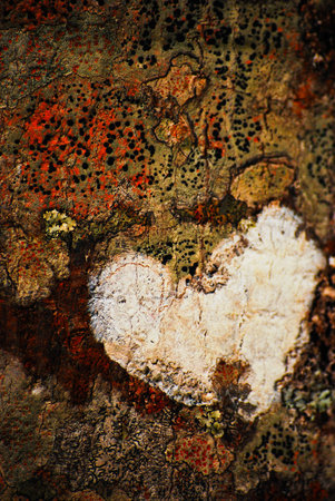 Love is All Around (Heart-shape tree skin)の写真素材