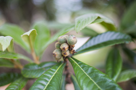 Loquat in springの写真素材