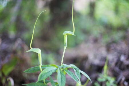 Spring Budの写真素材