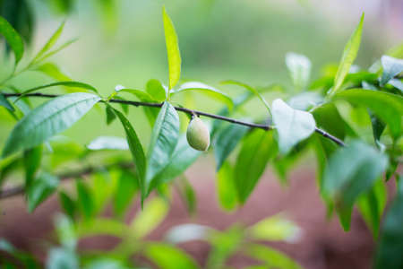 Spring green leaves and peachの写真素材