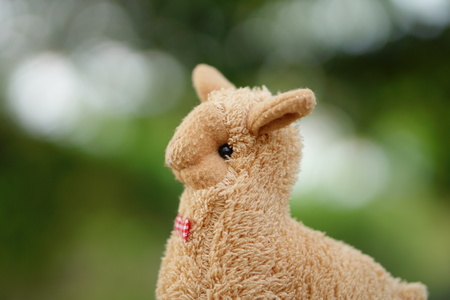 Alpaca dollの写真素材