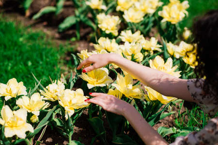 Hands of the woman with yellow flowers, red nailsの写真素材