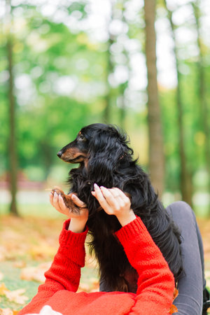 Young attractive woman holding her dachshund dog in her arms outdoors in sunrise in park at autumn timeの写真素材