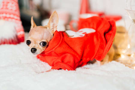 Chihuahua in the New Year's interior. A small dog lies on tabletop and looks straight. Around Christmas toys, decorations.の写真素材