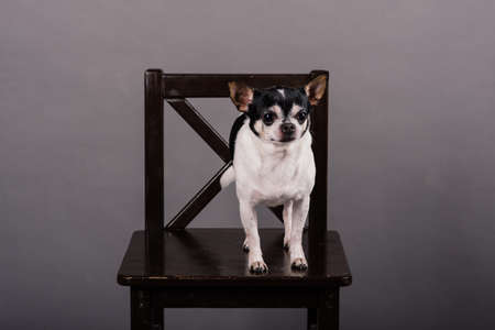 Chihuahua, one or two years old, standing in front of grey background, studioの写真素材