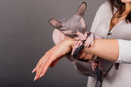 Young woman with canadian sphynx cat in a studio, grey backgroundの写真素材