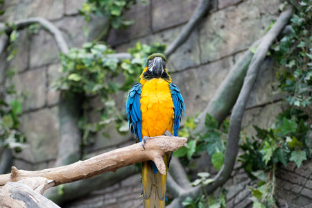 Pair of big parrot Macaw sitting on the branch. Wildlife and rainforest exotic tropical birds.の写真素材