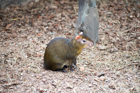 Guinea pig Brazilian sitting on ground in zooの写真素材