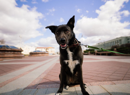 Portrait of animal. Black mongrel dog in the city streetの写真素材