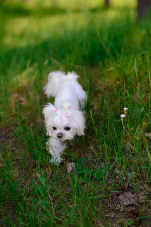 White maltese dog in the grass, companion dogの写真素材