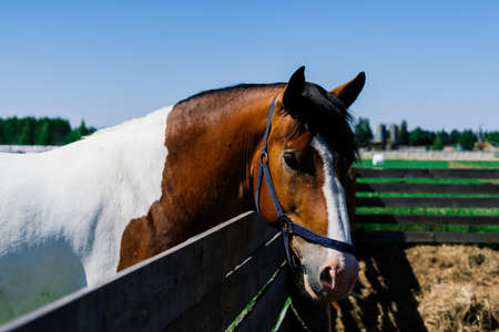 Horse on nature and in the farm. Portrait of brown horseの写真素材