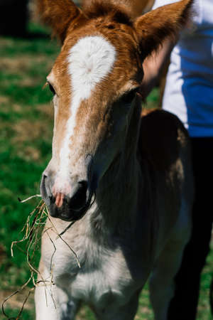 Horse mare and her very small foal in a farmの写真素材