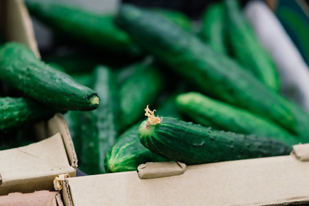 Bunch of cucumbers on boxes in a supermarketの写真素材