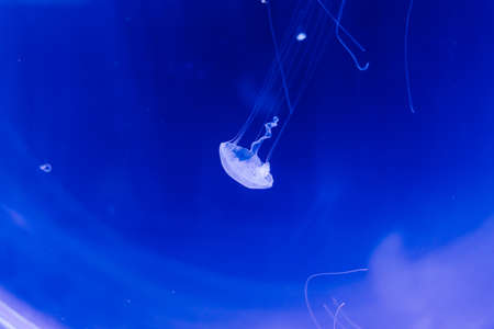 Group of light blue jellyfish swiming in an aquariumの写真素材