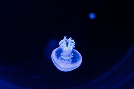 Group of light blue jellyfish swiming in an aquariumの写真素材