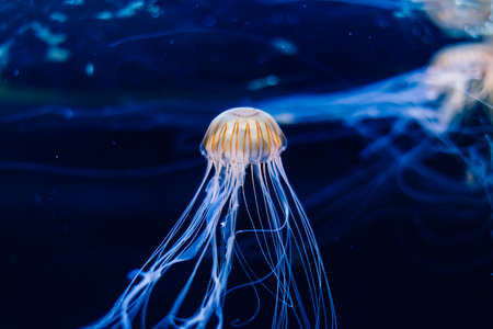 Group of light blue jellyfish swiming in an aquariumの写真素材