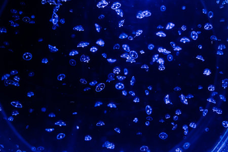 Group of light blue jellyfish swiming in an aquarium