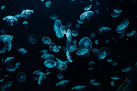 Group of light blue jellyfish swiming in an aquariumの写真素材