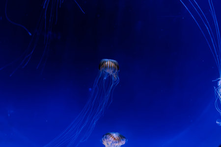 Jellyfish on blue background from Aquarium in Prague.