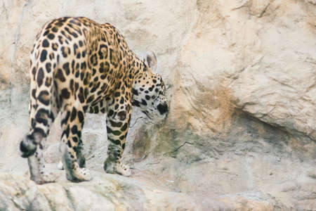 Leopard pantera padus kotiya beast in a rockの写真素材