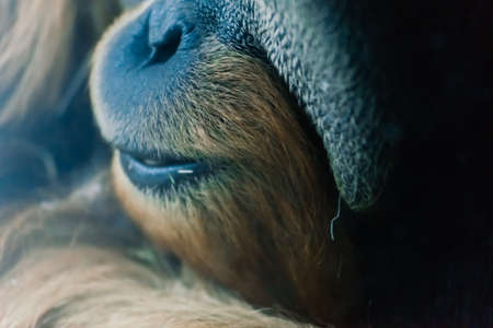Bornean old big orangutan, pongo pygmaeus, detail head male photoの写真素材