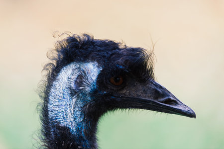 Ostrich head close up, an autumn weather park outdoors