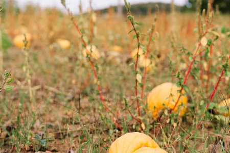 Typical styrian pumpkin field in an autumn, Austria or Slovakia