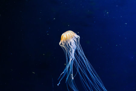 A group of light blue jellyfish swimming in water