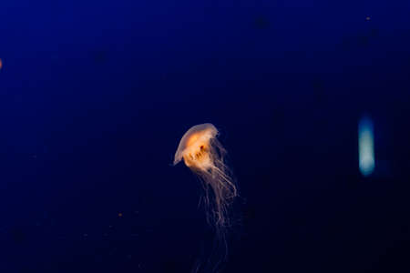 A group of light blue jellyfish swimming in waterの写真素材