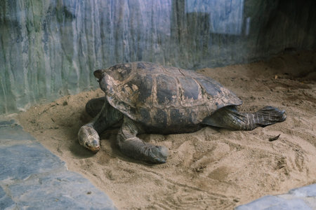 Giant big galapgos earth tortoise turtle on a floorの写真素材