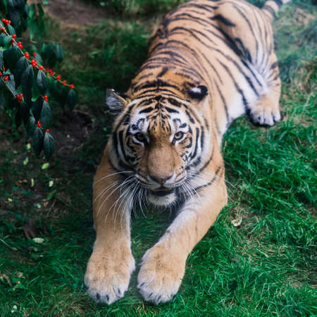 A big tiger sitting in the zoo, close up photoの写真素材