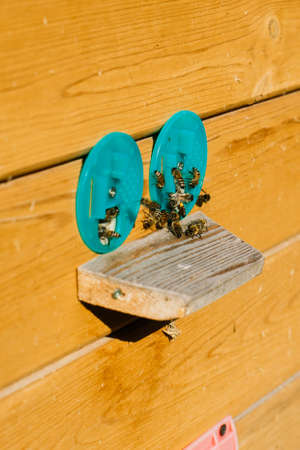 Close up photo of the hive and group of bees.の写真素材
