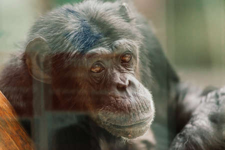Bornean old big orangutan, pongo pygmaeus, detail head male photoの写真素材