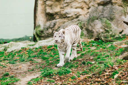 White big tiger, bleached tiger in an autumn park laying and walk, close upの写真素材
