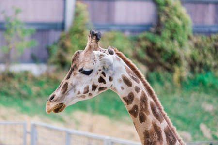 Close up portrait of a giraffe camelopardalis in nature and zooの写真素材