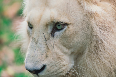 Closeup beautiful portrait of big African Lion.