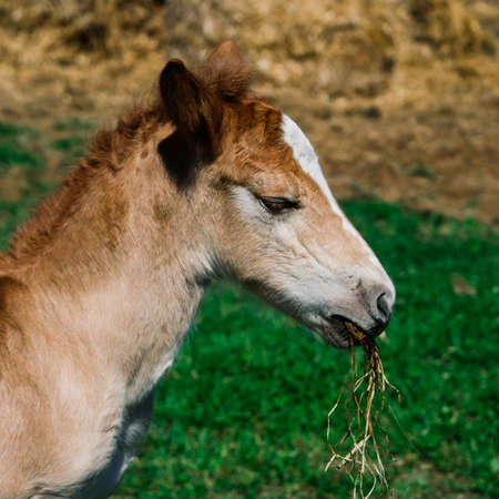 Horse mare and her very small foal in a farmの写真素材