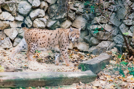The Eurasian lynx portrait. Cat photo insite a greenery.