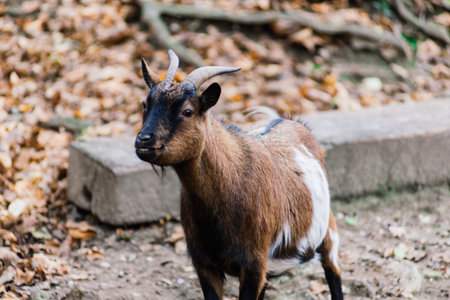 The maned ram eats hay, animal in the zoo, large rounded horns of ram.