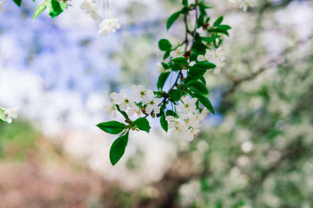 Spring white flowers of apple tree, sunny weatherの写真素材
