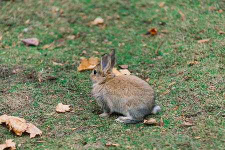 Cute white food's rabbit in a green park. Animal nature habitat of rabbit: life in meadow concept.の写真素材