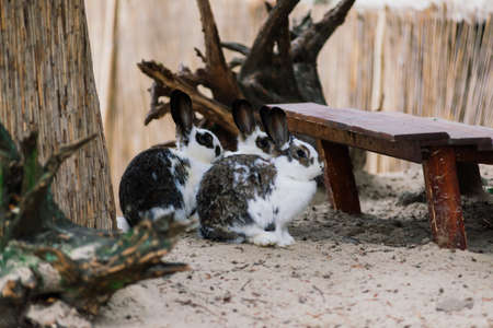 Cute white food's rabbit in a green park. Animal nature habitat of rabbit: life in meadow concept.の写真素材
