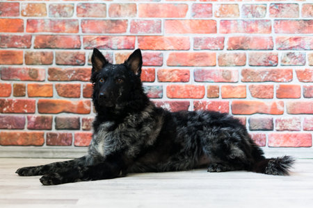 Mudi shepherd in front of white background studio and interior photoの写真素材
