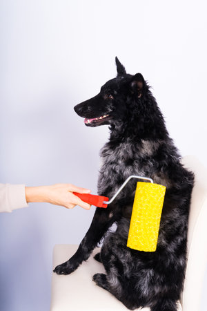 Man painting his dog doing renovation work in room. Good relationship between a dog and his ownerの写真素材